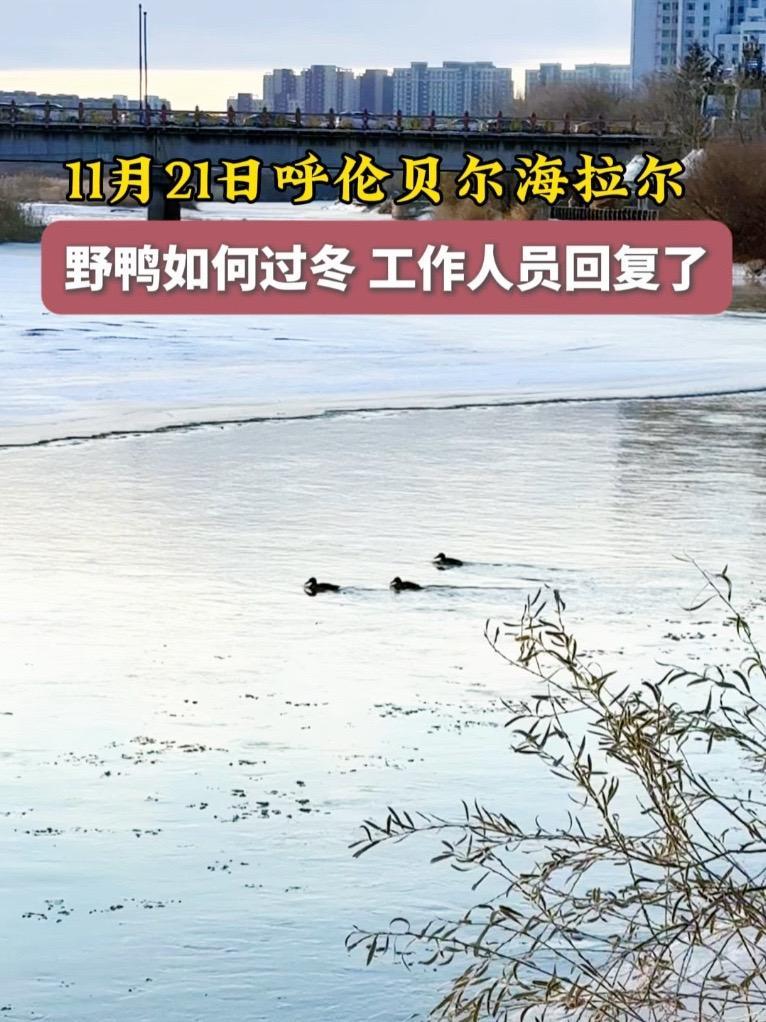 野鸭如何过冬,是否需要救援,林草局工作人员这样回复。爱鸟护鸟 万物有灵 热点 野生动物 救