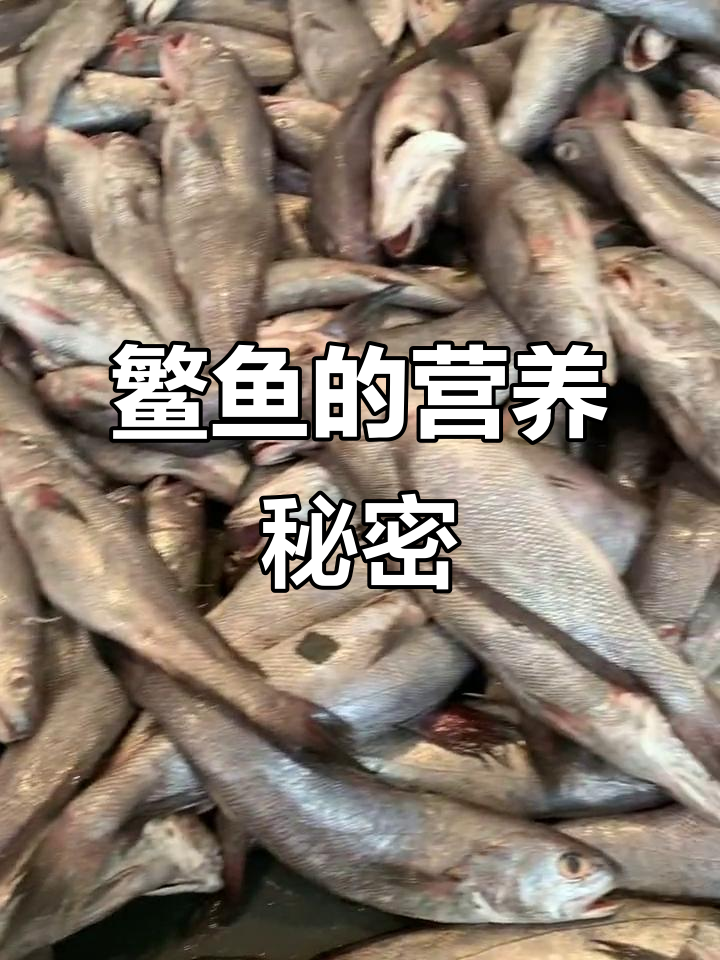 鳘鱼营养丰富,适合孕妈、孩子食用,野生口感更佳!