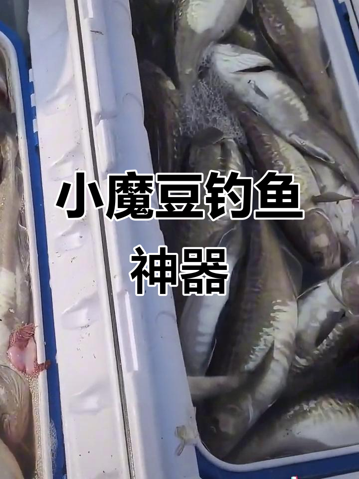 秘制小魔豆钓饵,海里大黑头轻松上钩