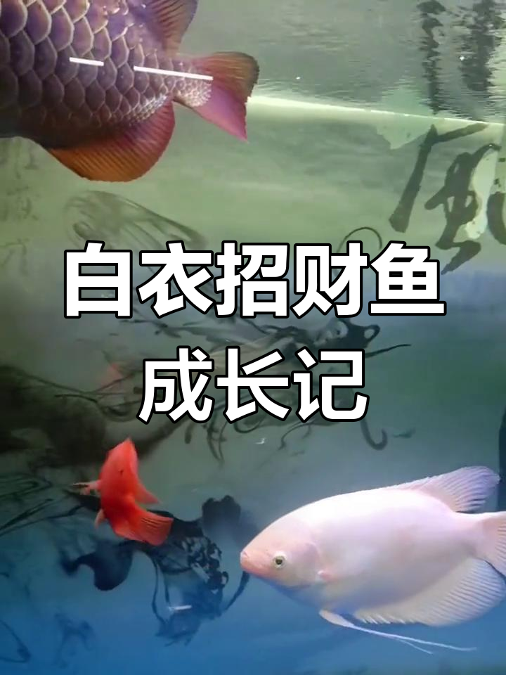 战船鱼:从胆小呆萌到巨型风水鱼的逆袭