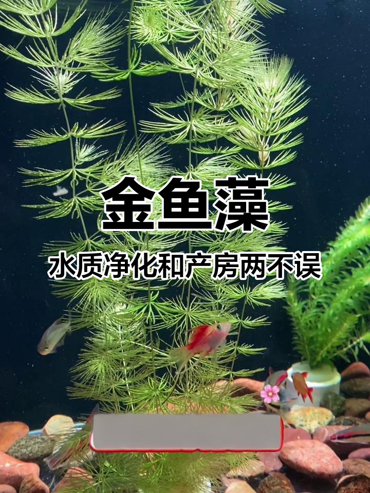 金鱼藻净化水质,快速生长为小鱼提供天然庇护