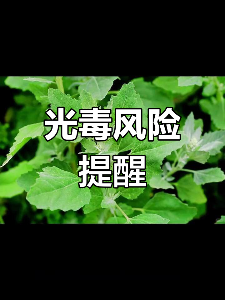 灰灰菜虽美味,过量食用或致光毒性反应,皮肤红肿刺痛
