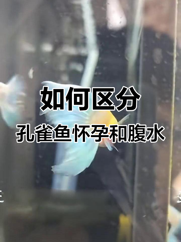 孔雀鱼怀孕与腹水区别大揭秘,如何判断是否即将生产