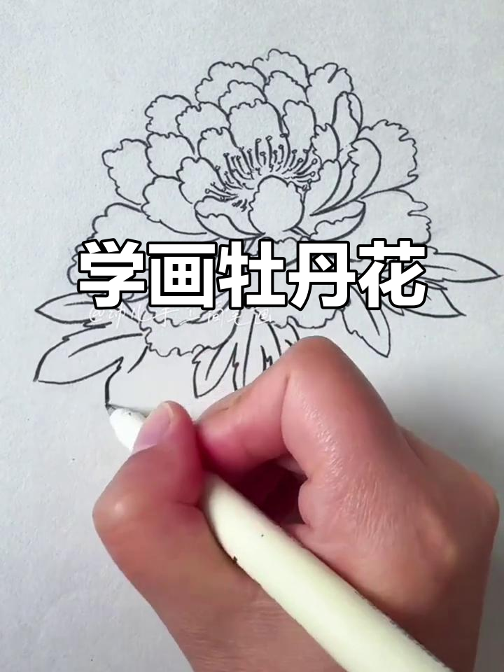轻松画出牡丹花,步骤详解教你画花瓣与叶子