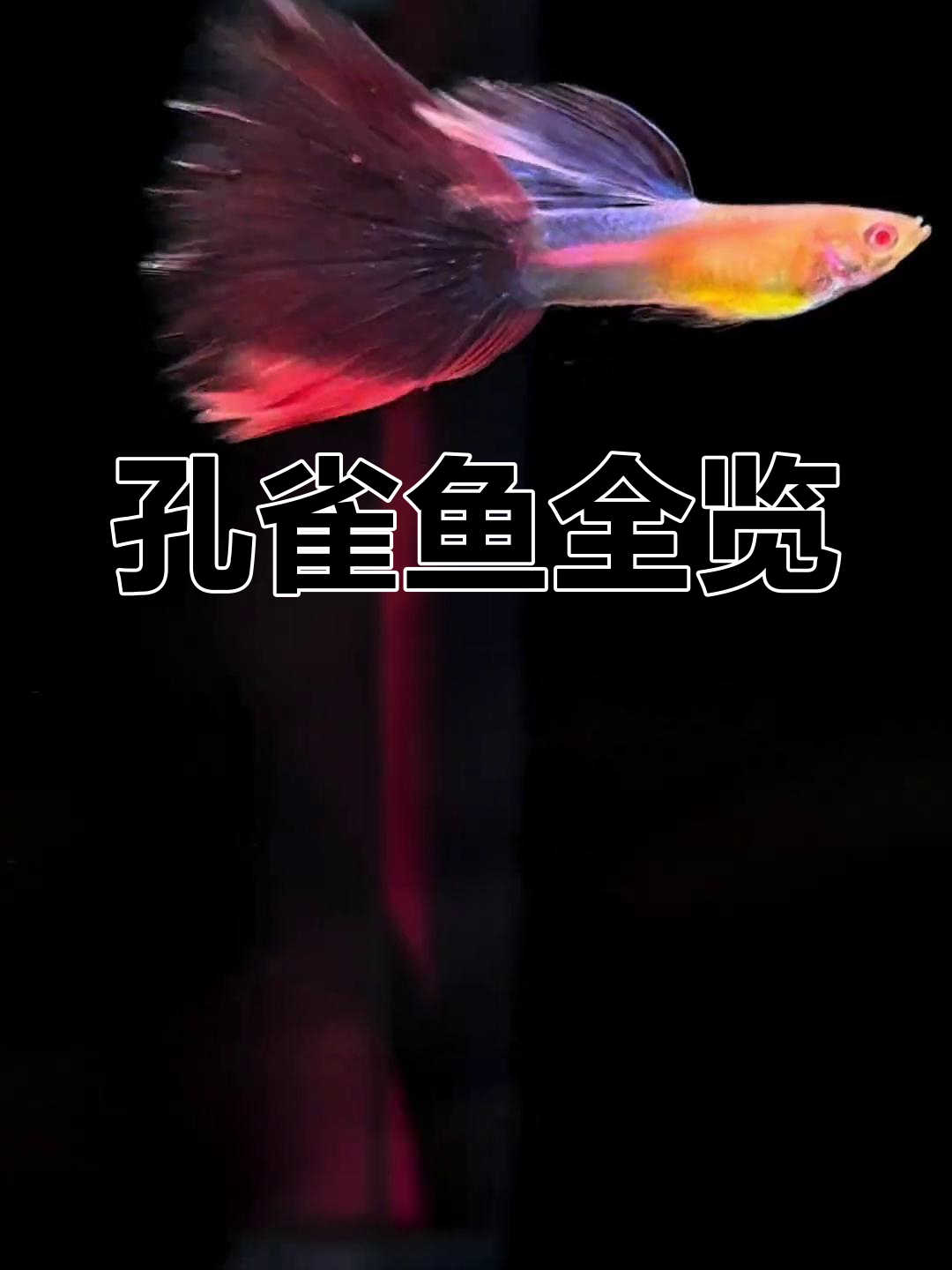 孔雀鱼品种大揭秘,稀有蓝礼服和火麒麟你见过吗?