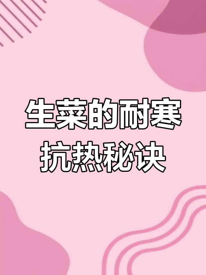 奶油生菜四季种植技巧
