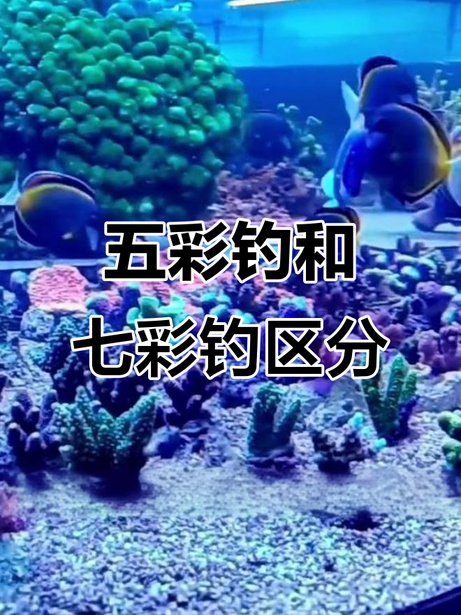 五彩钓与七彩钓的区别,如何分辨这两种美丽鱼类