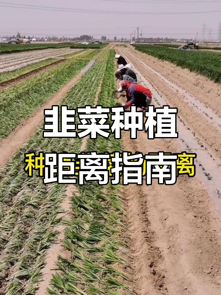韭菜种植最佳株距行距,平畦与垄栽技巧全解析