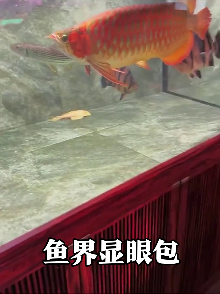 红金龙鱼当“缸霸”,条纹鱼秒变背景板,投喂时刻反应太真实