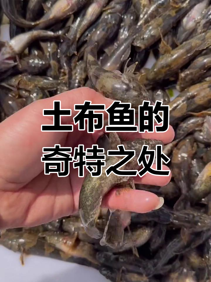 呆子鱼：傻到用手就能抓，却能称霸水域