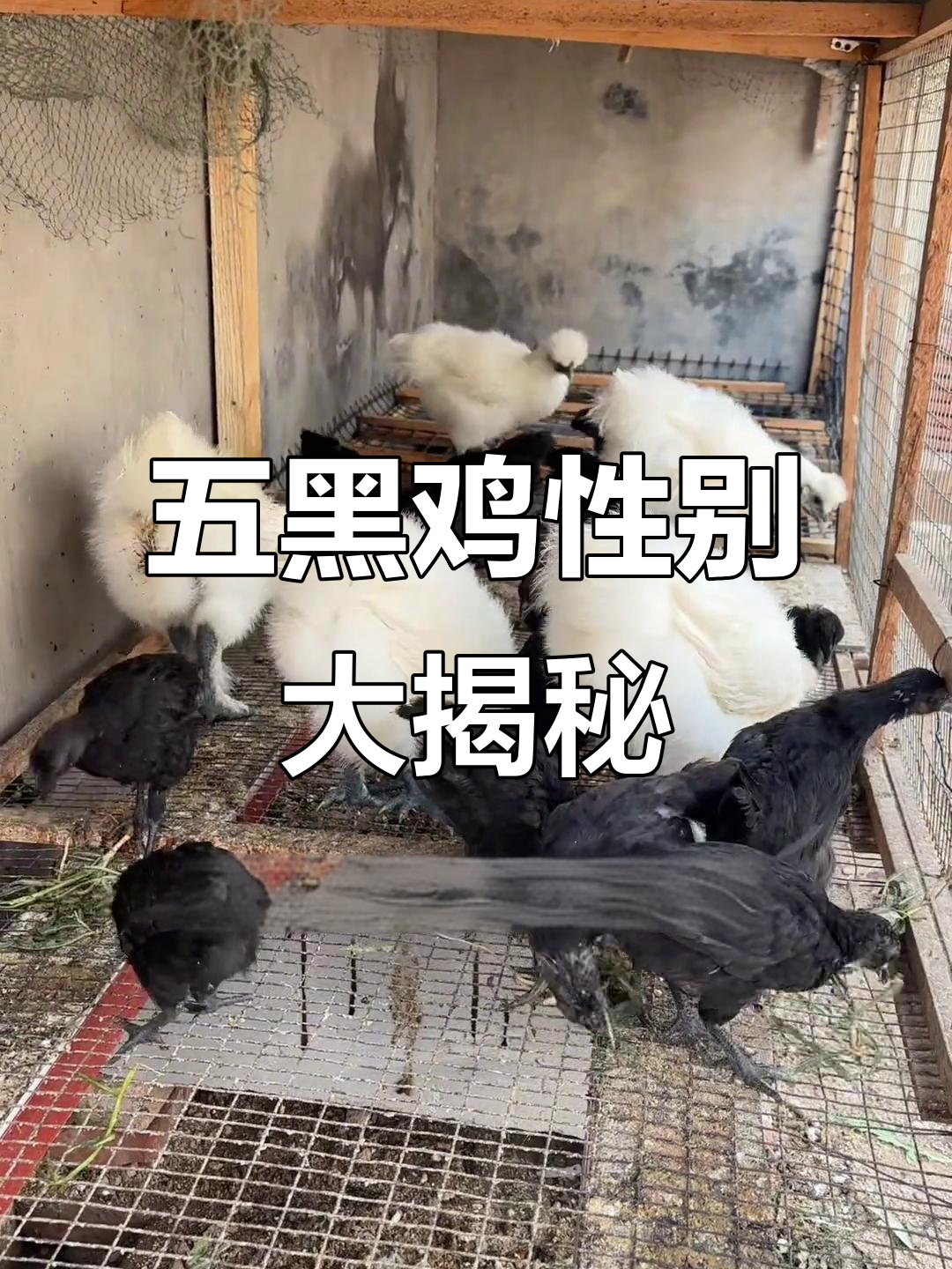 买了五黑鸡,一个月了,公母比例谁能帮我看看?