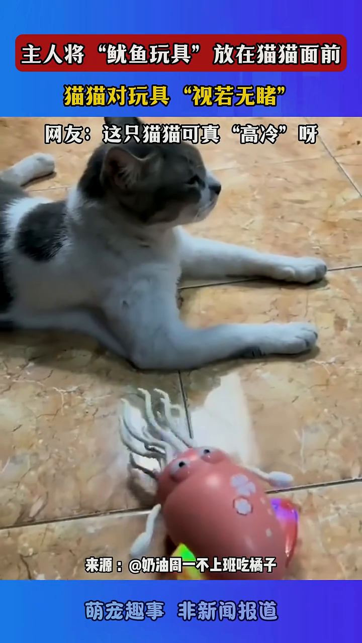 主人将“鱿鱼玩具”放在猫猫面前,猫猫对玩具“视若无睹”