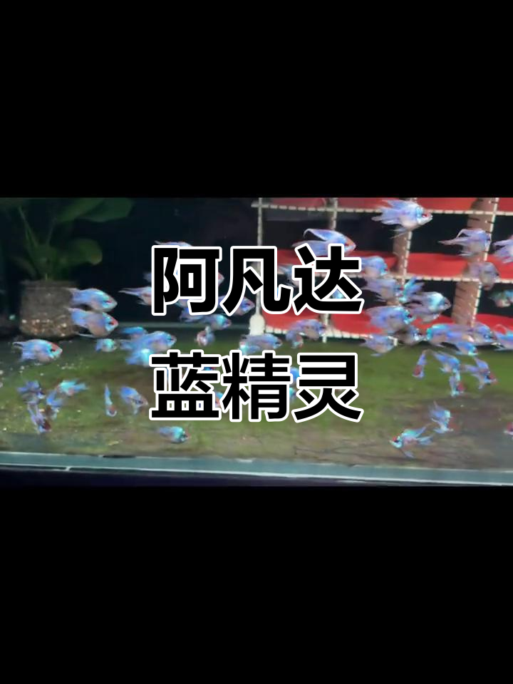 蓝波子化身阿凡达,精灵般的奇妙冒险