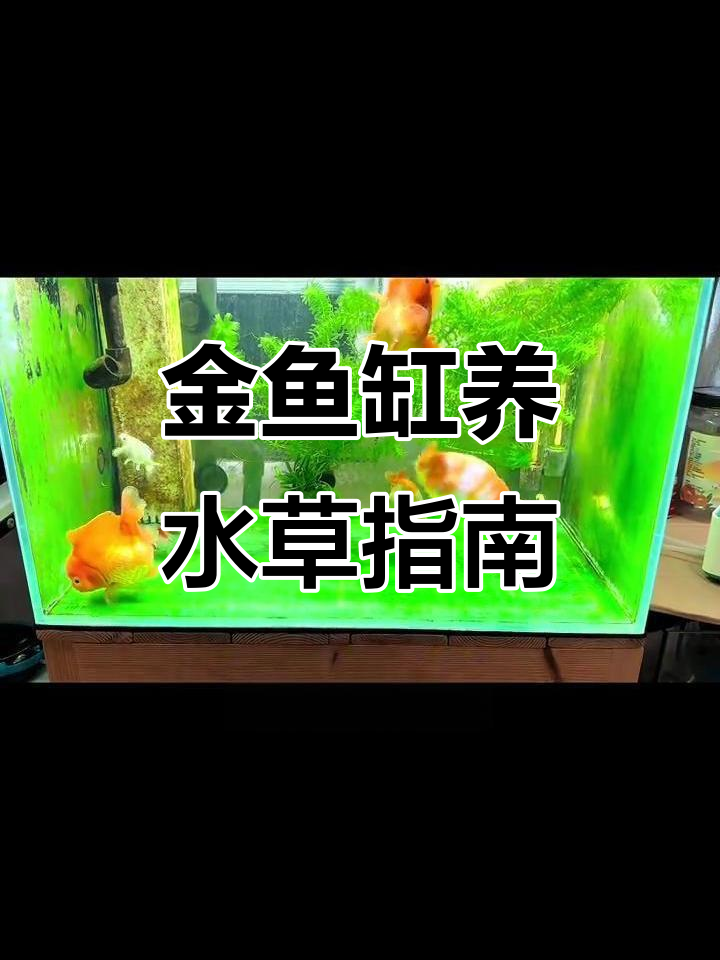 养金鱼如何选择水草?这两款最适合新手