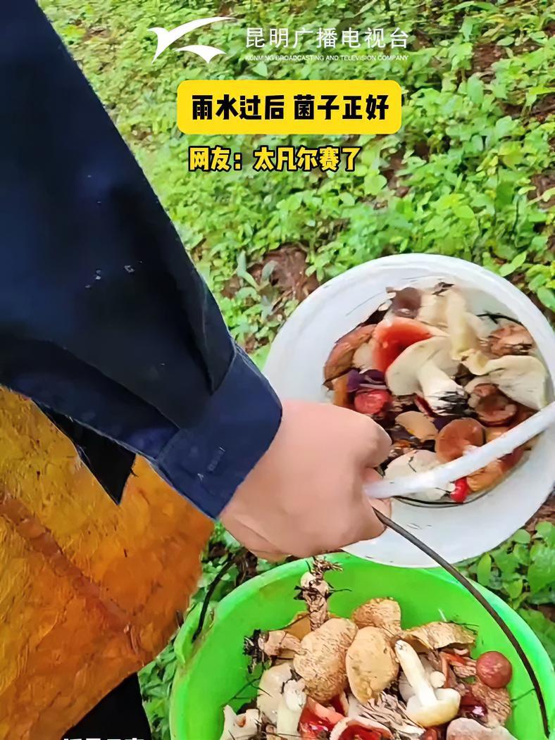 雨水过后 菌子正好 网友:太凡尔赛了 来昆明赴一场菌子之约 云南野生菌 是时候吃点菌子了 