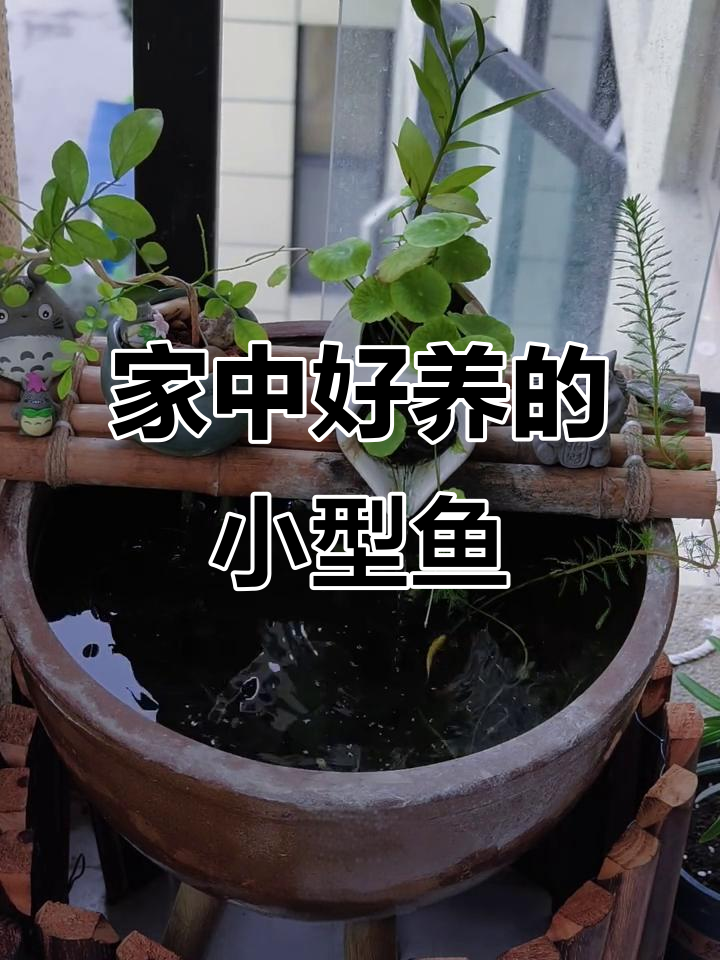 适合家养的小型鱼推荐,叠衣斑和关贝清江最容易上手