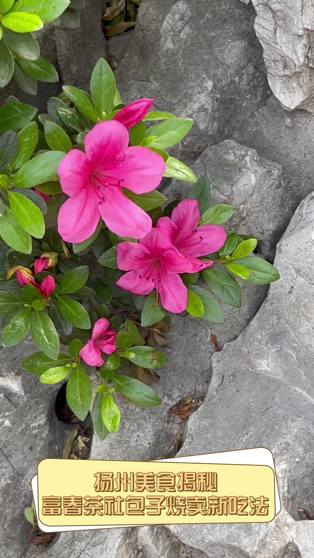 扬州美食揭秘,富春茶社包子烧卖新吃法