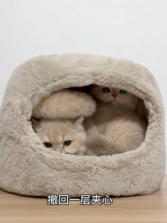 给猫主子安排的双层猪蛋糕！