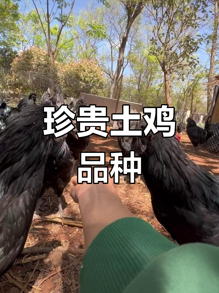 乌骨鸡的独特之处与药用价值