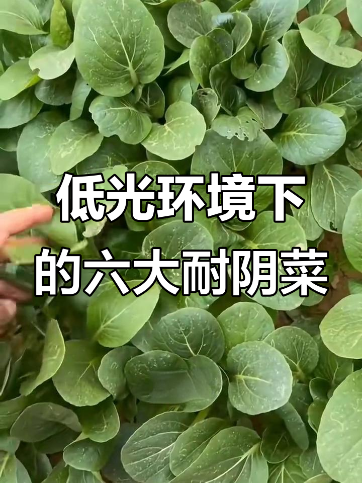 光照不足也能种!这6种耐阴蔬菜最适合室内阳台种植