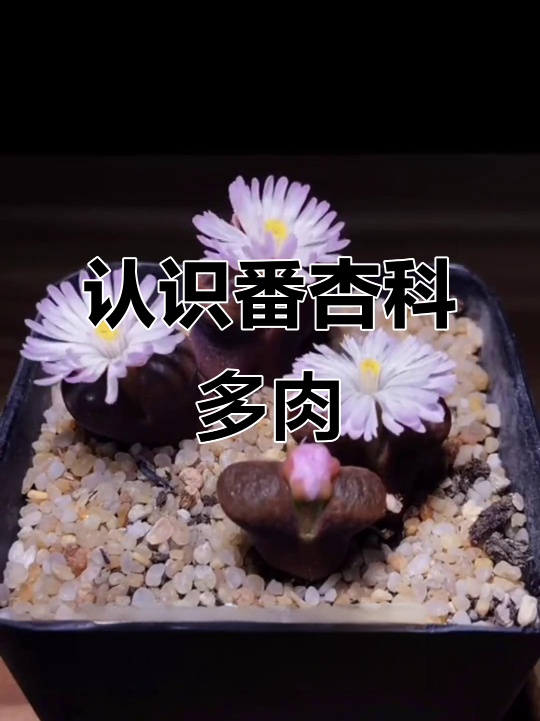 番杏科多肉植物大揭秘:从地狱到龙须海棠