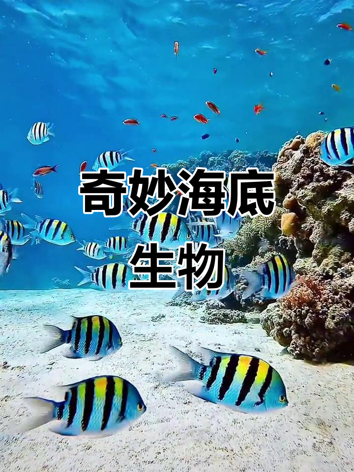 五彩斑斓的海底世界,鱼儿自由游动