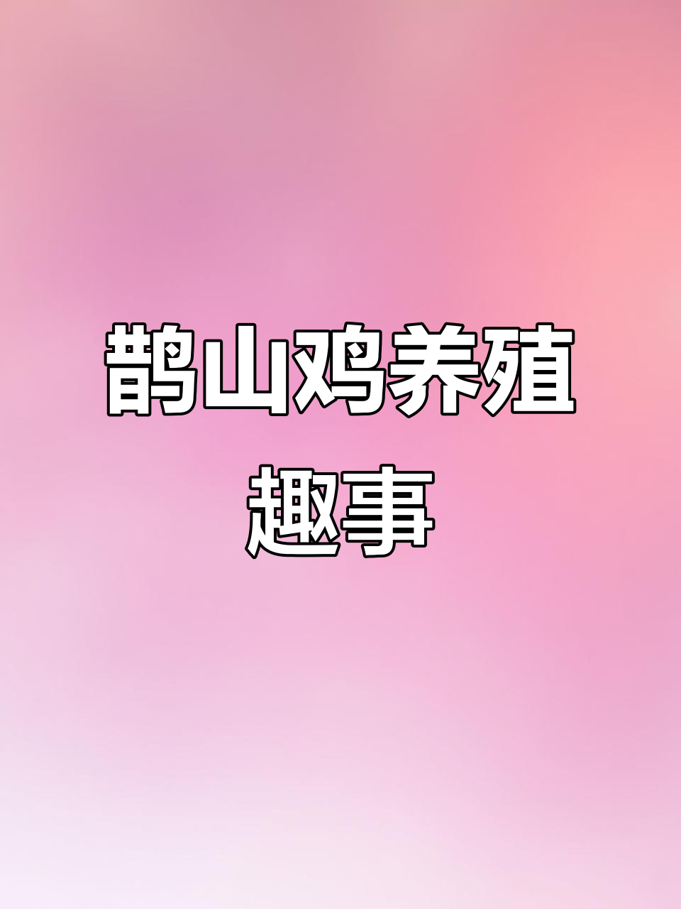 农家散养鹊山鸡,观赏价值高