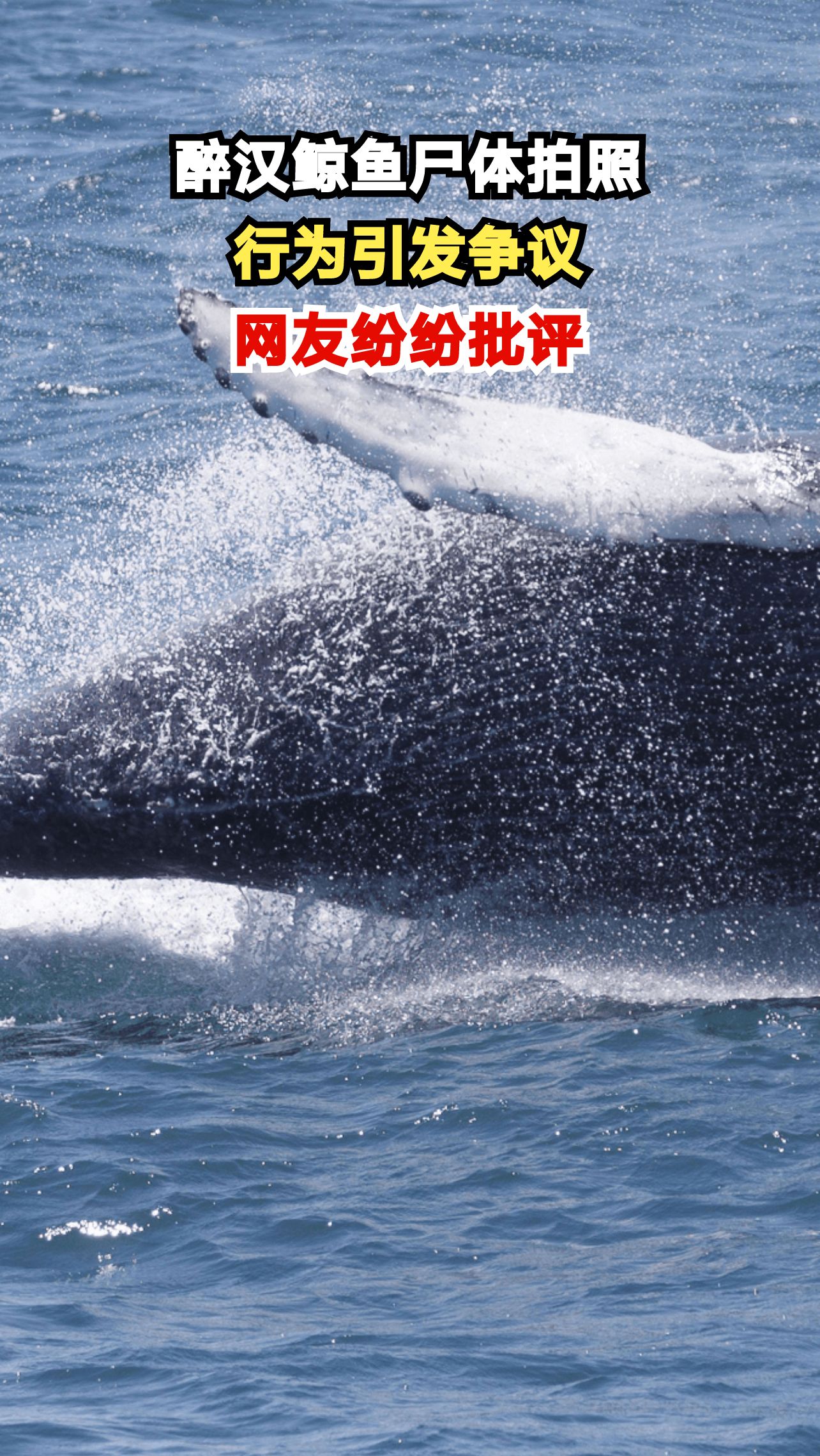 国外醉汉竟把鲸鱼尸体当拍照背景,网友怒斥:太不尊重生命!