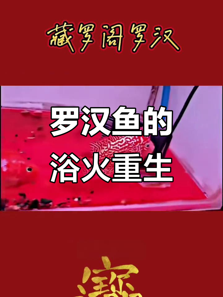 火凤凰罗汉鱼:从退沙到重生,揭秘两种类型