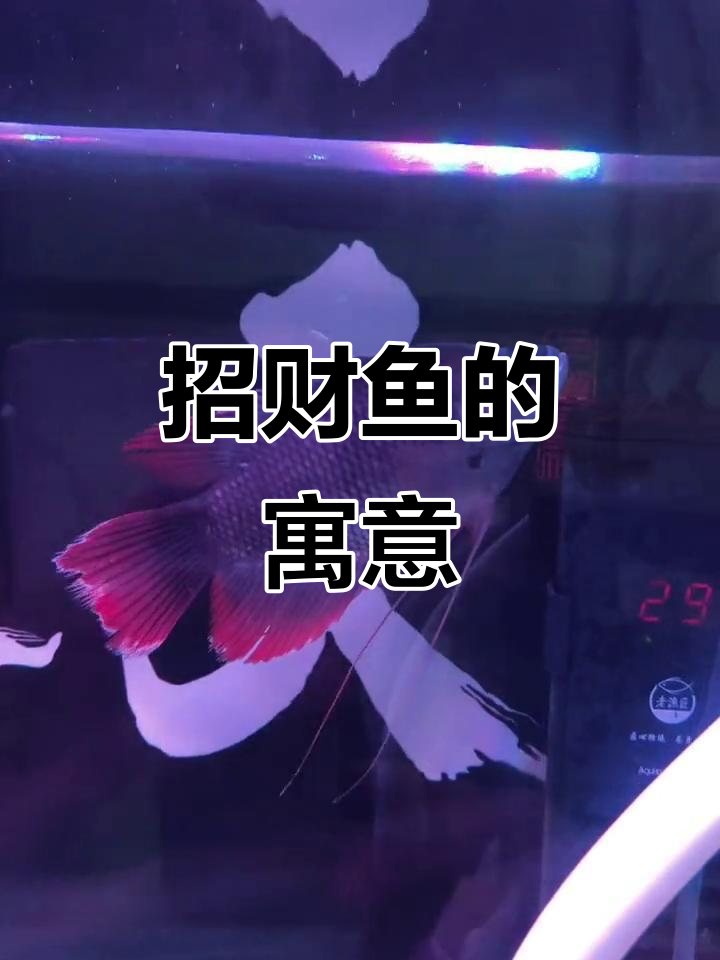 买了条招财鱼,黑色象征财富,白色地图也长大了不少