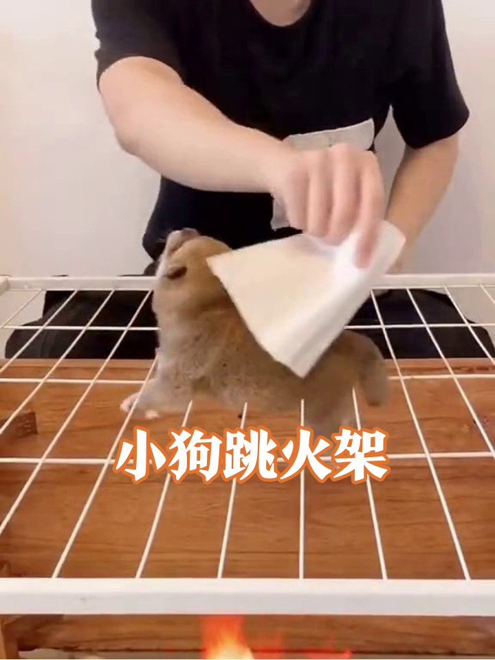 小狗为躲“烧烤架”疯狂蹦迪,每只都跳成表情包!