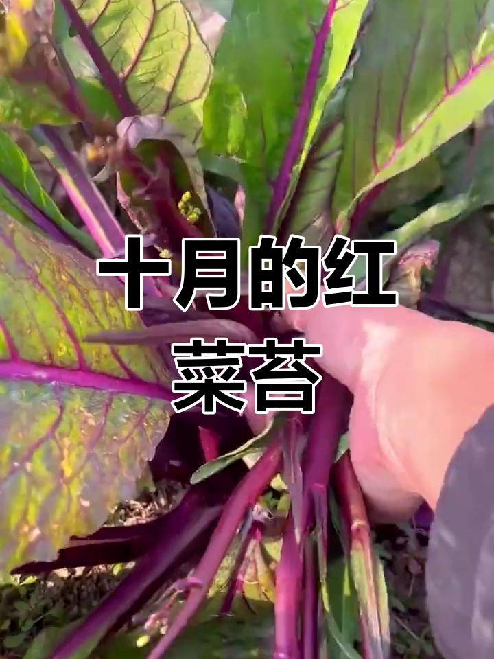 红菜苔十月成熟,冬季零下20度也能生长,炒肉更香