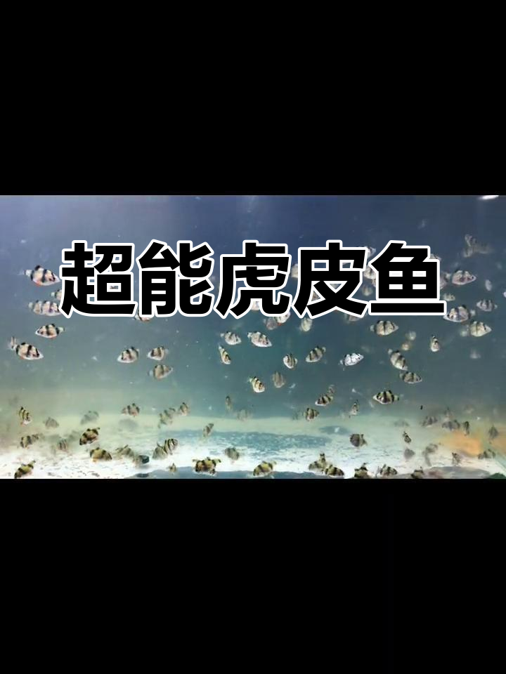 虎皮鱼超能生,2元一条,买五送一,赶紧来领养!