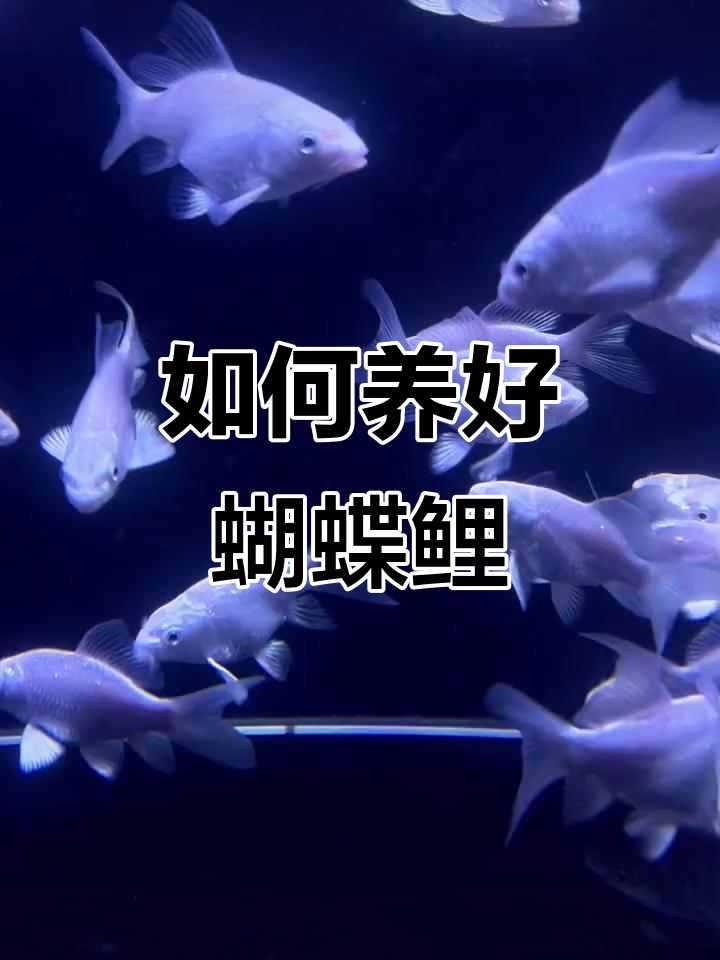 蝴蝶鲤鱼苗养护技巧,轻松打造精品冷水观赏鱼