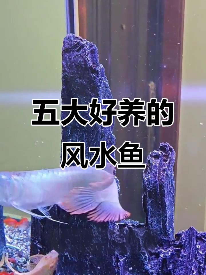 五种最适合家养的招财风水鱼,选哪种最合适?