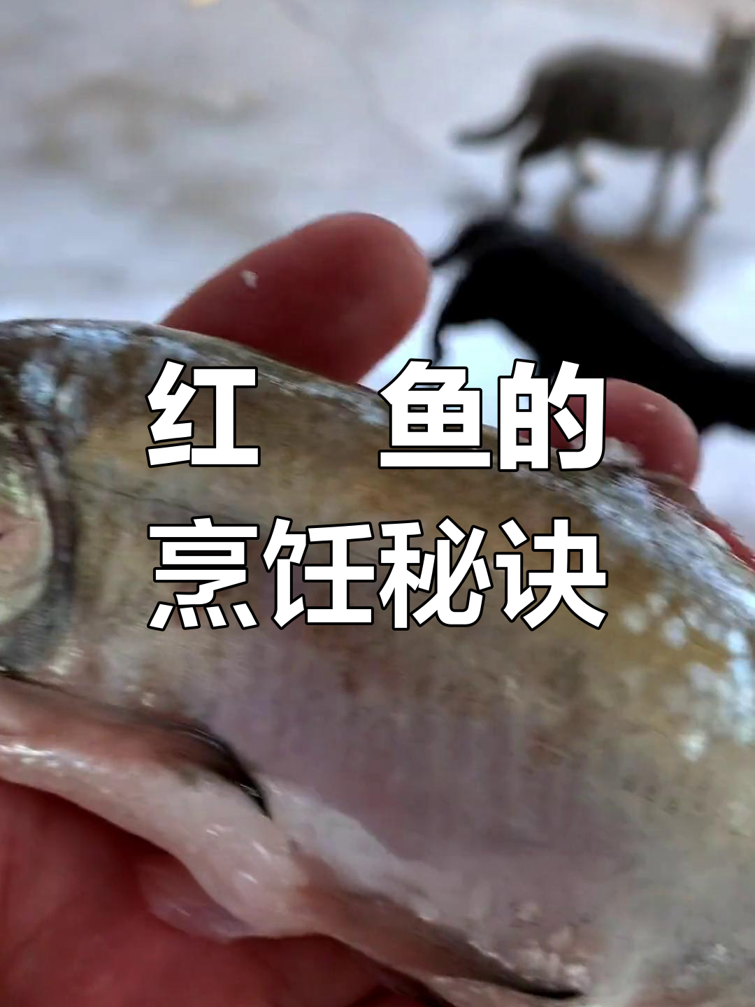 红鲌鱼肉质鲜美,小刺多适合煎制,大鱼清蒸更佳