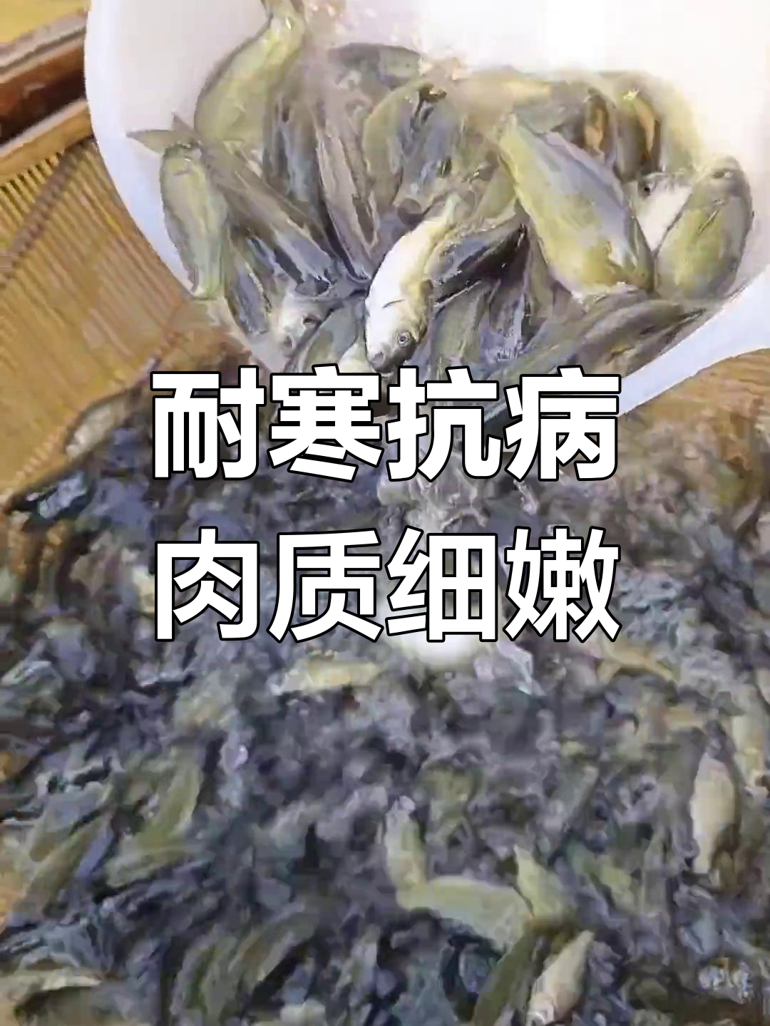 裸鲤鱼:生态养殖,快速生长
