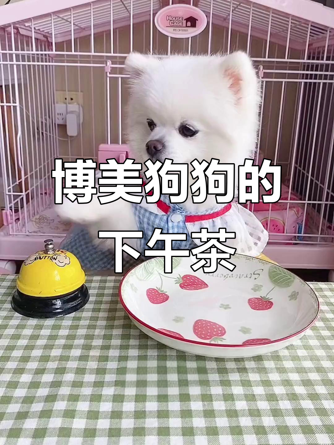 下午茶时光,博美小朋友享受美味点心