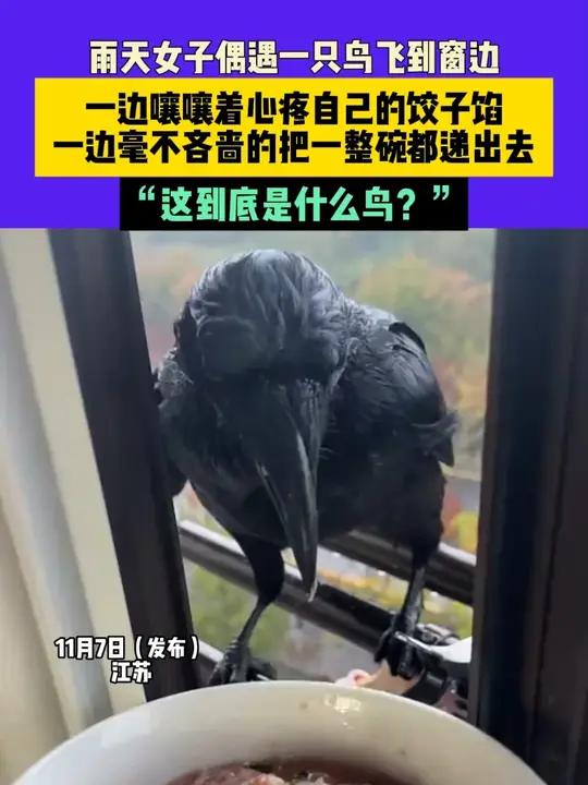11月7日(发布)江苏,雨天女子偶遇一只鸟飞到窗边,一边嚷嚷着心疼自己的饺子馅,一边毫不吝