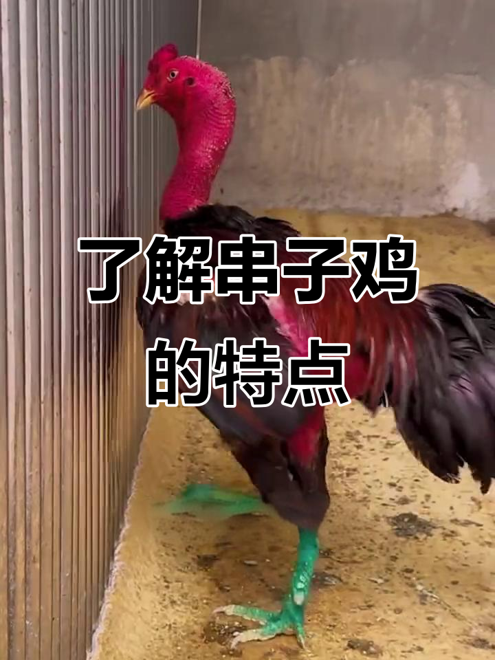 什么是串子鸡？杂交斗鸡的基因优势与抗病能力