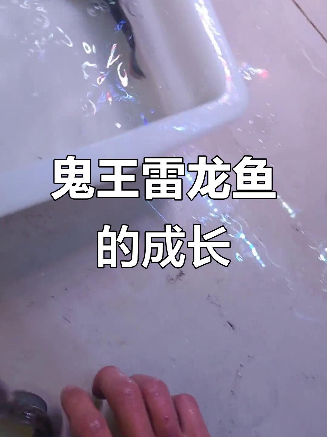 小鬼王苗子已长大,雷龙鱼陪伴成长