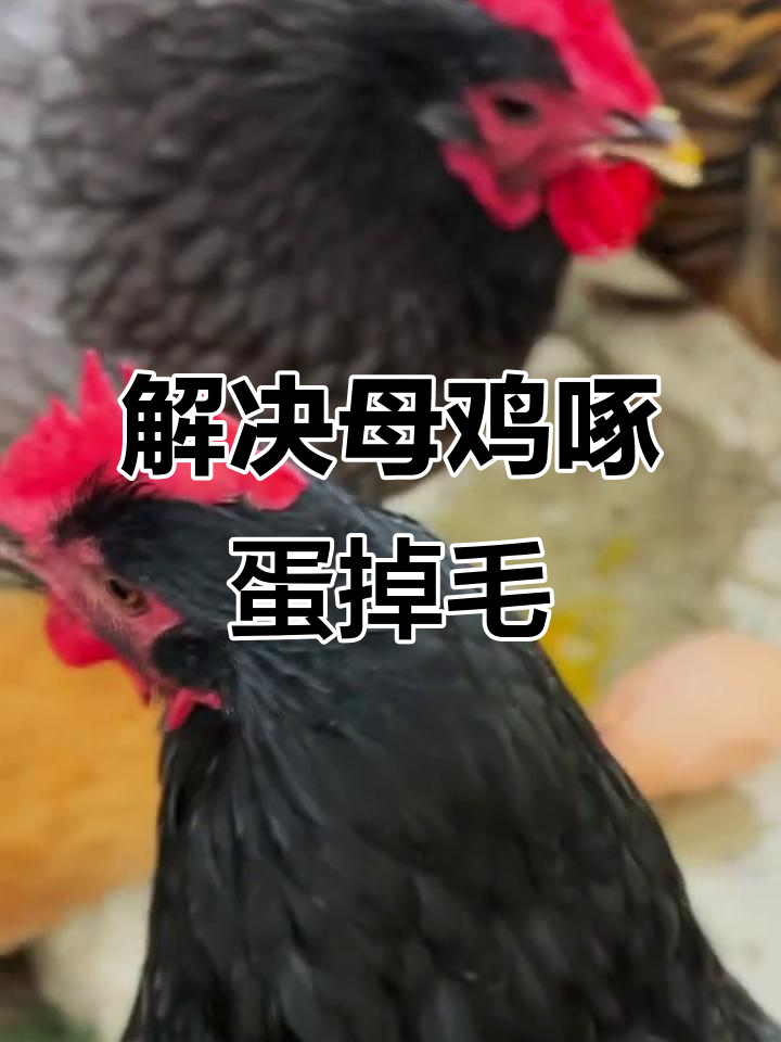 母鸡吃鸡蛋?试试这个方法解决掉毛问题