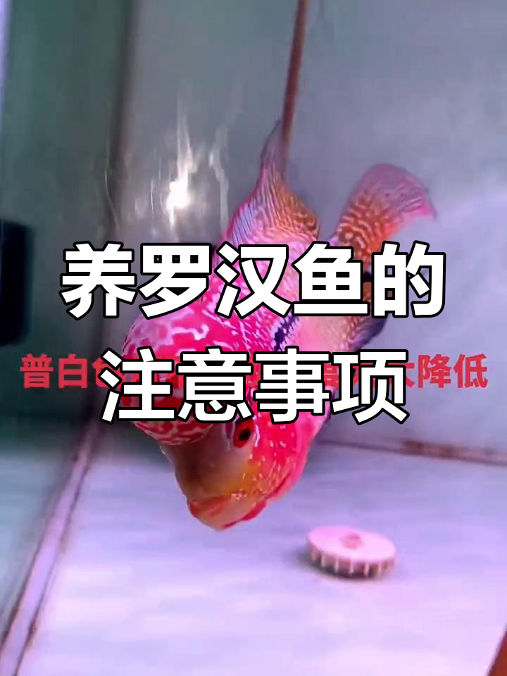 罗汉鱼养殖背景与灯光要求