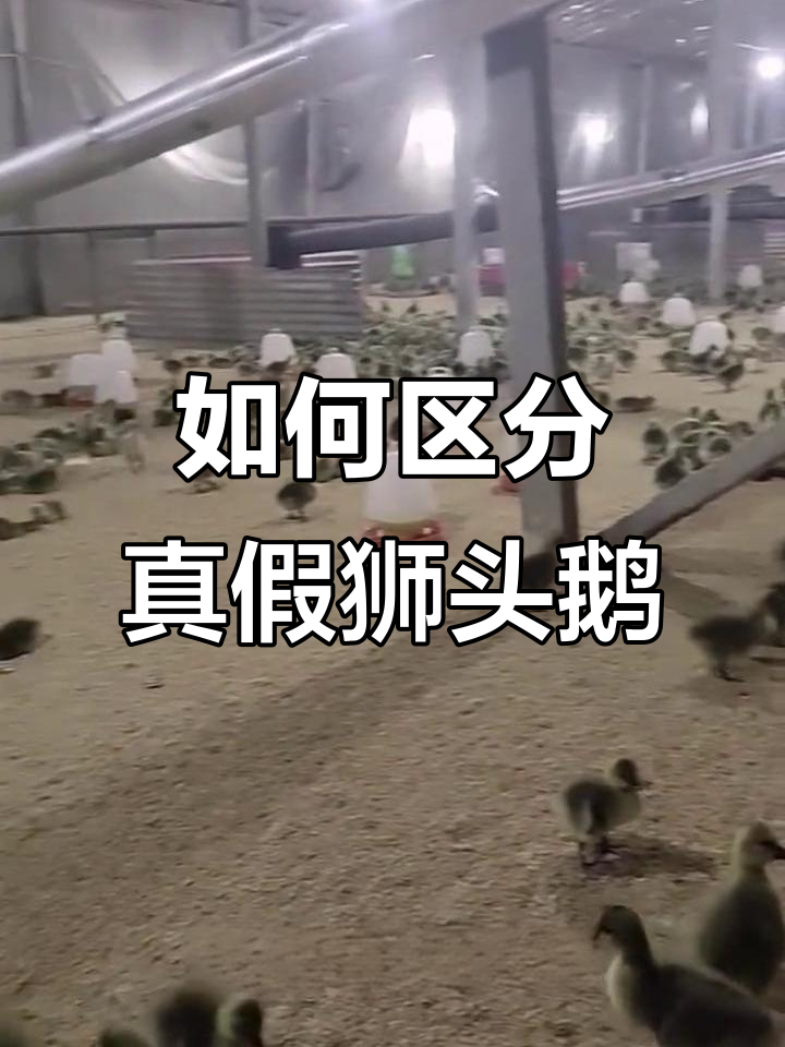 分辨真假狮头鹅苗,掌握这四点轻松辨别