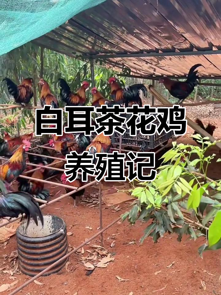 海南白耳茶花鸡的养殖生活,为了生计拼搏每一天