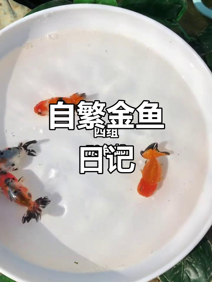 七条金鱼,红黑五花齐聚,自繁自养乐趣多