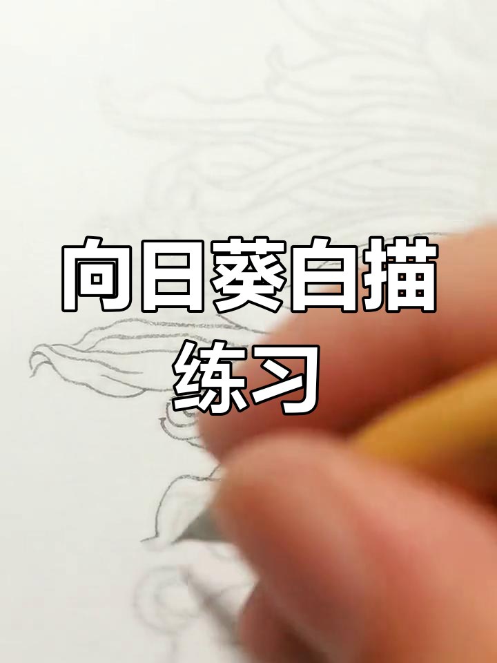 练习白描工笔画,绘制向日葵