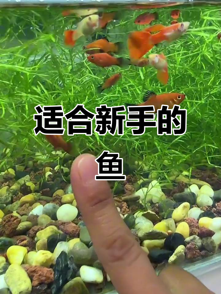 新手养鱼必选!黑尾月光鱼,便宜又耐养