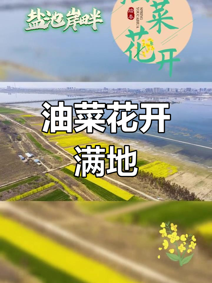 山西运城盐池旁的油菜花海