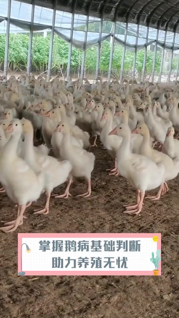 掌握鹅病基础判断,助力养殖无忧